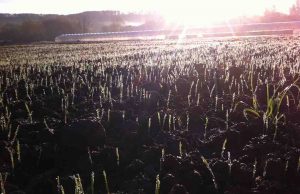 jeune pousse de blé sous le soleil printanier chez SARL Renard, producteur de légumes bio à St Rémy l'Honoré; 78