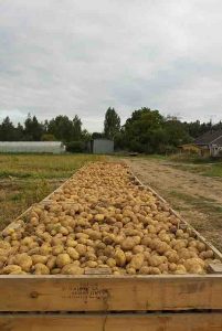palox pomme de terre chez SARL Renard, maraîcher bio, 78