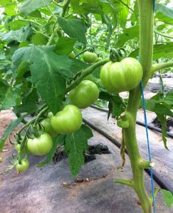 tomate début juin chez SARL Renard, maraîcher bio, 78