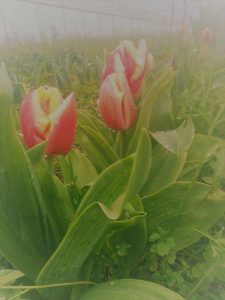 tulipe chez SARL Renard, maraîcher bio, Yvelines