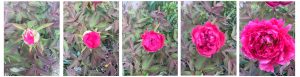 floraison pivoine chez SARL Renard, maraîcher bio, 78