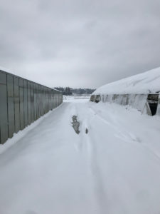champ sous la neige chez SARL Renard, producteur bio, Yvelines