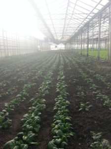 épinards de printemps chez SARL Renard, producteurs de légumes bio, 78