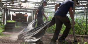 préparation plantation chez SARL Renard, producteur de légumes bio, 78
