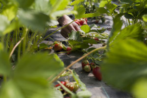 cueillir les fraises chez SARL renard, producteur de légumes bio yvelines 78