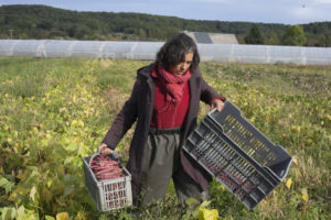 Céline dans les écossés chez SARL Renard, producteur de légumes bio, 78