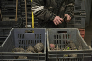 triage radis noir chez SARL Renard, cultivateur de légumes bio, 78