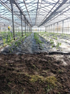 arrosage plantation tomate, SARL Renard, producteur de légumes bio, 78