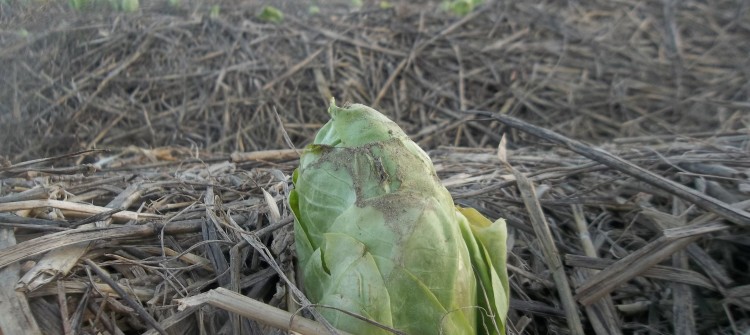 ENdive bio - Maraicher Saint Rémy L'Honoré 78 - Yvelines