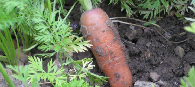 Des carottes bio chez SARL Renard, votre maraicher bio en Yvelines - 78690 SAINT REMY L'HONORE