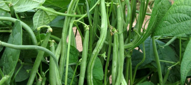 Haricots verts bio, vente directe maraîcher 78 Yvelines