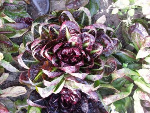 chicorée rouge cultivée chez Sarl Renard, 78690