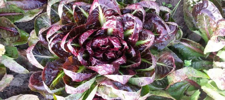 chicorée rouge cultivée chez Sarl Renard, 78690