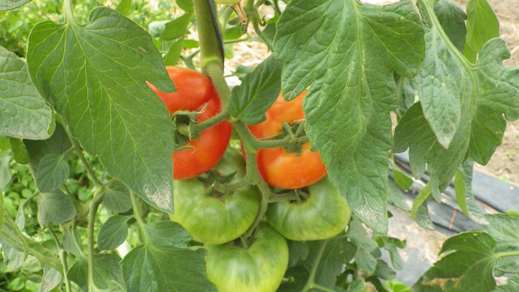 Tomates bio, vente directe maraicher Saint Rémy L'Honoré - 78
