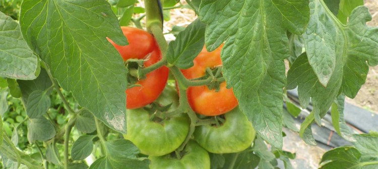 Tomates bio, vente directe maraicher Saint Rémy L'Honoré - 78