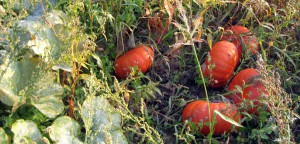 Cultivateur bio, maraicher biologique Yvelines 78
