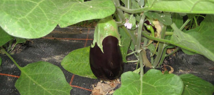 Aubergine bio issue de l'agrigulture biologique - Maraîcher Renard 78 Saint Rémy L'Honoré-renard-78