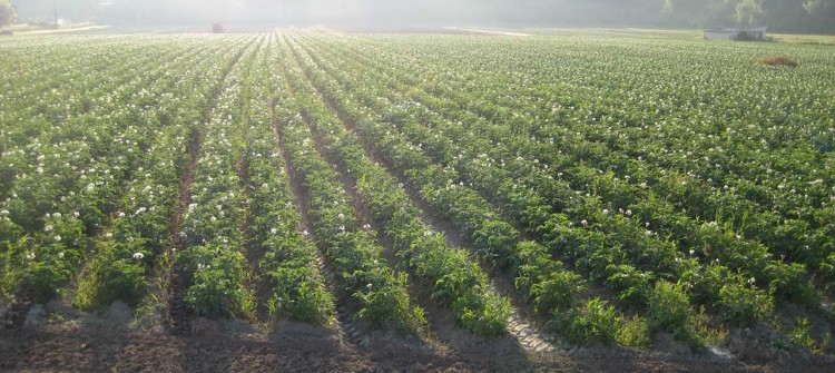 Champ de pommes de terre bio / Maraîcher Saint Rémy L'Honoré 78