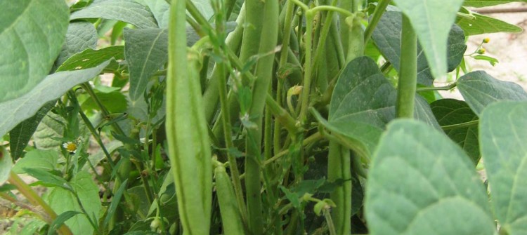 Haricots à écosser bio, vente directe maraîcher 78 Yvelines