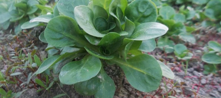 Salade Mâche bio, vente directe maraîcher Saint Rémy L'Honoré - 78