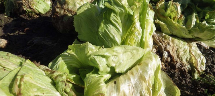 Pain de sucre bio, vente directe maraicher Saint Rémy L'Honoré- 78