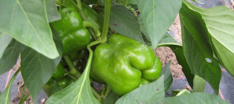 Poivrons vert bio - Vente directe maraîcher 78 Saint Rémy L'Honoré
