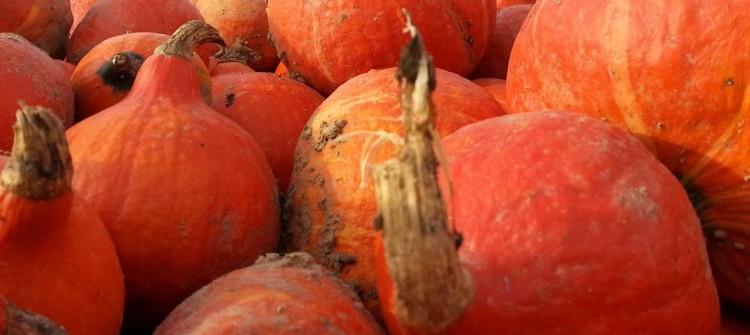 Potimarron bio