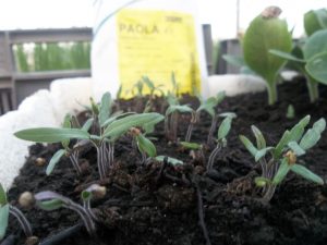 semis tomate chez Sarl Renard, maraîcher bio, 78