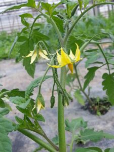fleur de tomate chez SARL Renard, maraîcher bio, 78