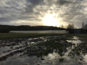 l'eau, l'hiver, le soleil chez SARL Renard, producteur de légumes bio 78
