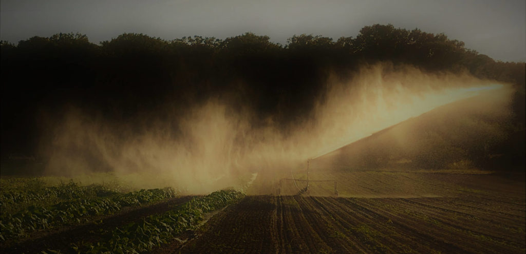 arrosage 12 juillet 2019 chez SARL Renard, producteur de légumes bio, Yvelines, Ile-de-France