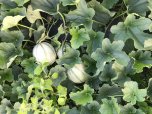 melon, première depuis 2012 chez SARL Renard, producteur de légumes bio, Yvelines 78