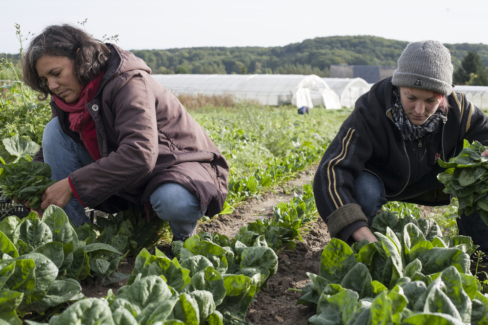 Laure et Céline aux épinards chez SARL Renard, producteur de légumes bio, 78